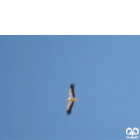 گونه کرکس مصری Egyptian Vulture